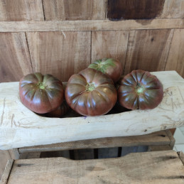 Tomate côtelée noire Bio