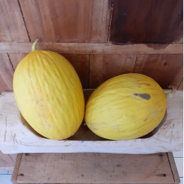 Melon jaune Canari Bio